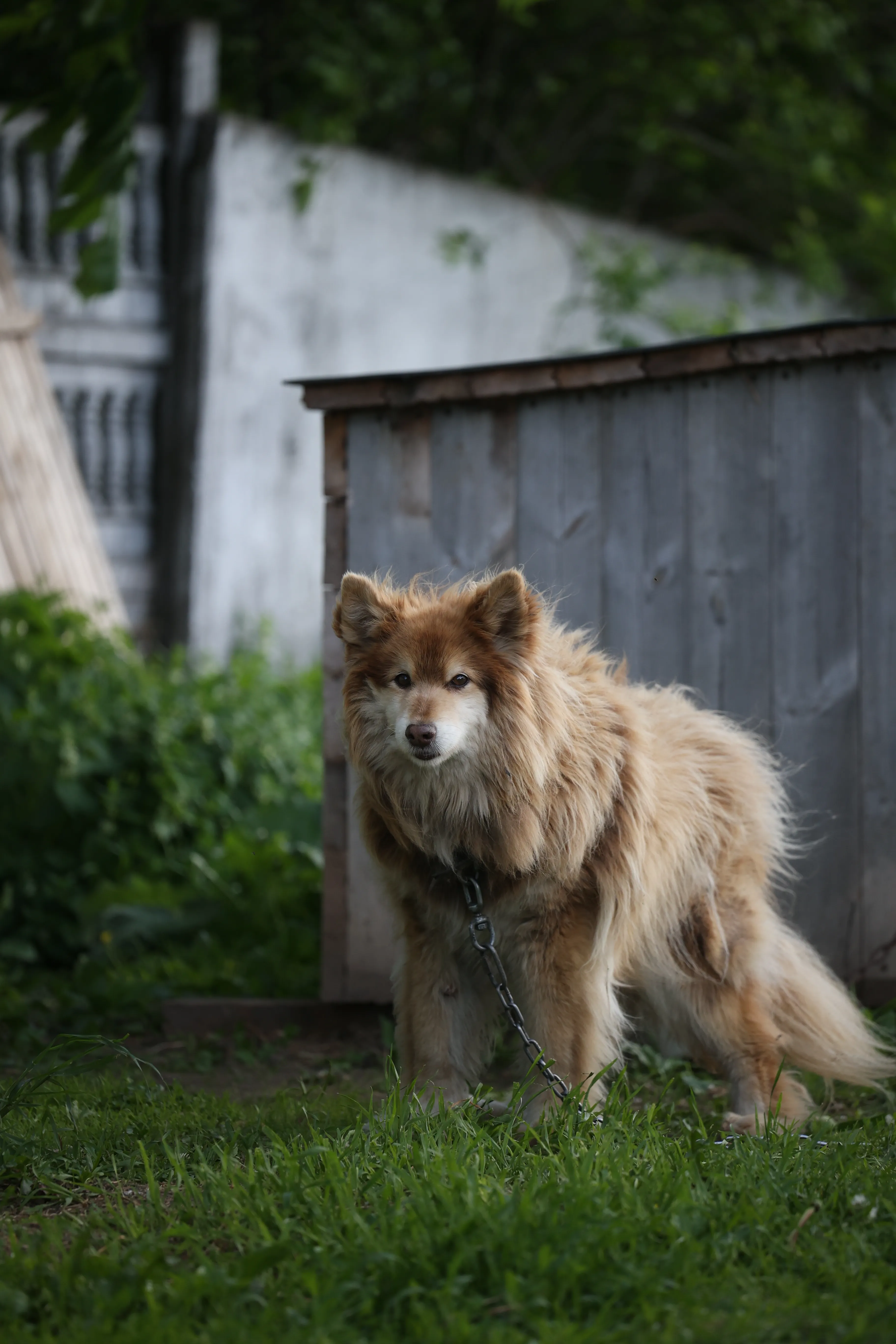 Лисёнок