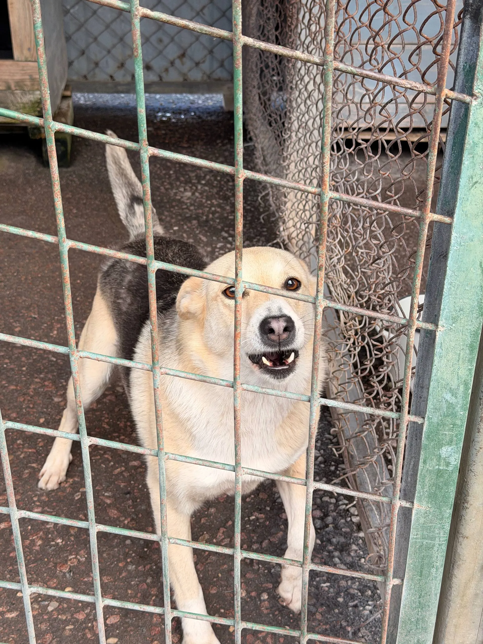 Софна