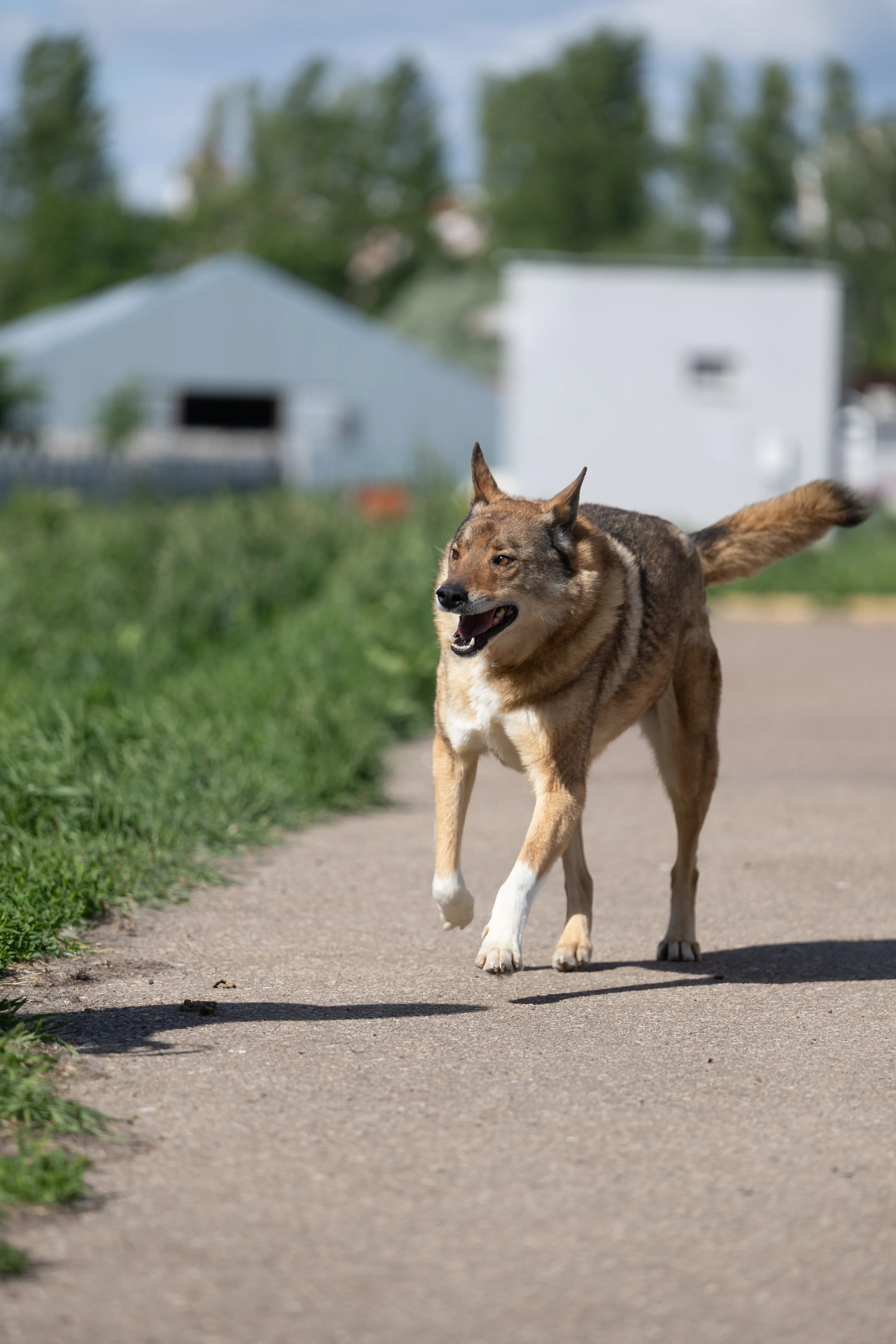 Виски
