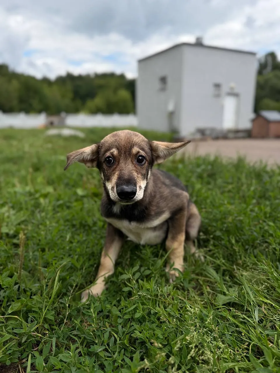 Щенок