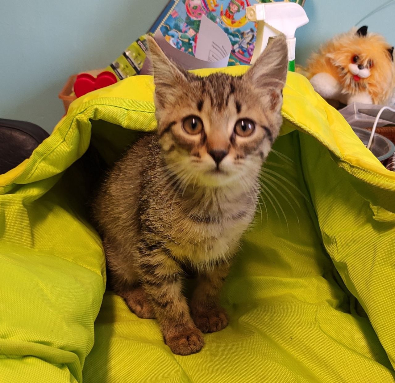 Котенок Терек