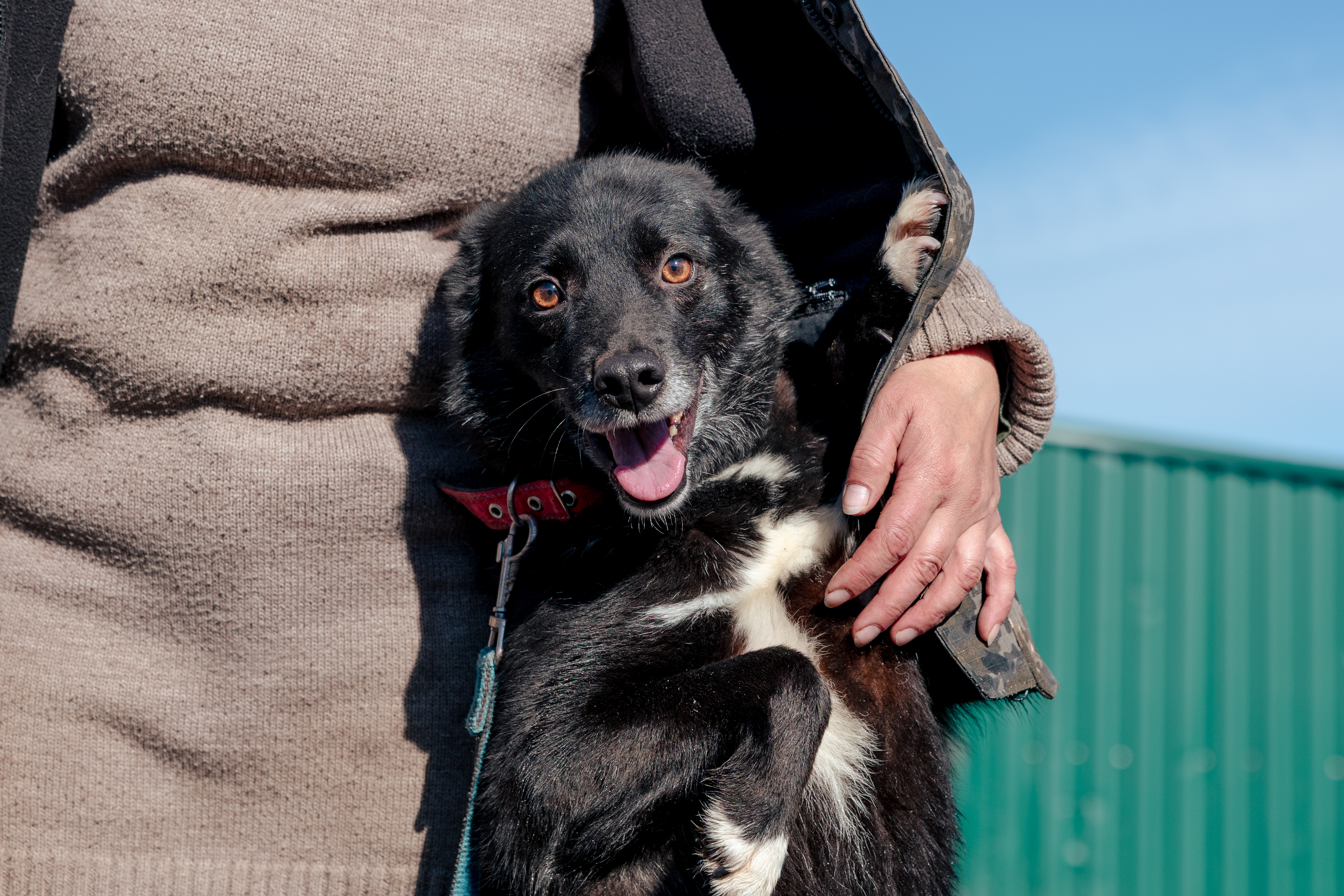 Сая