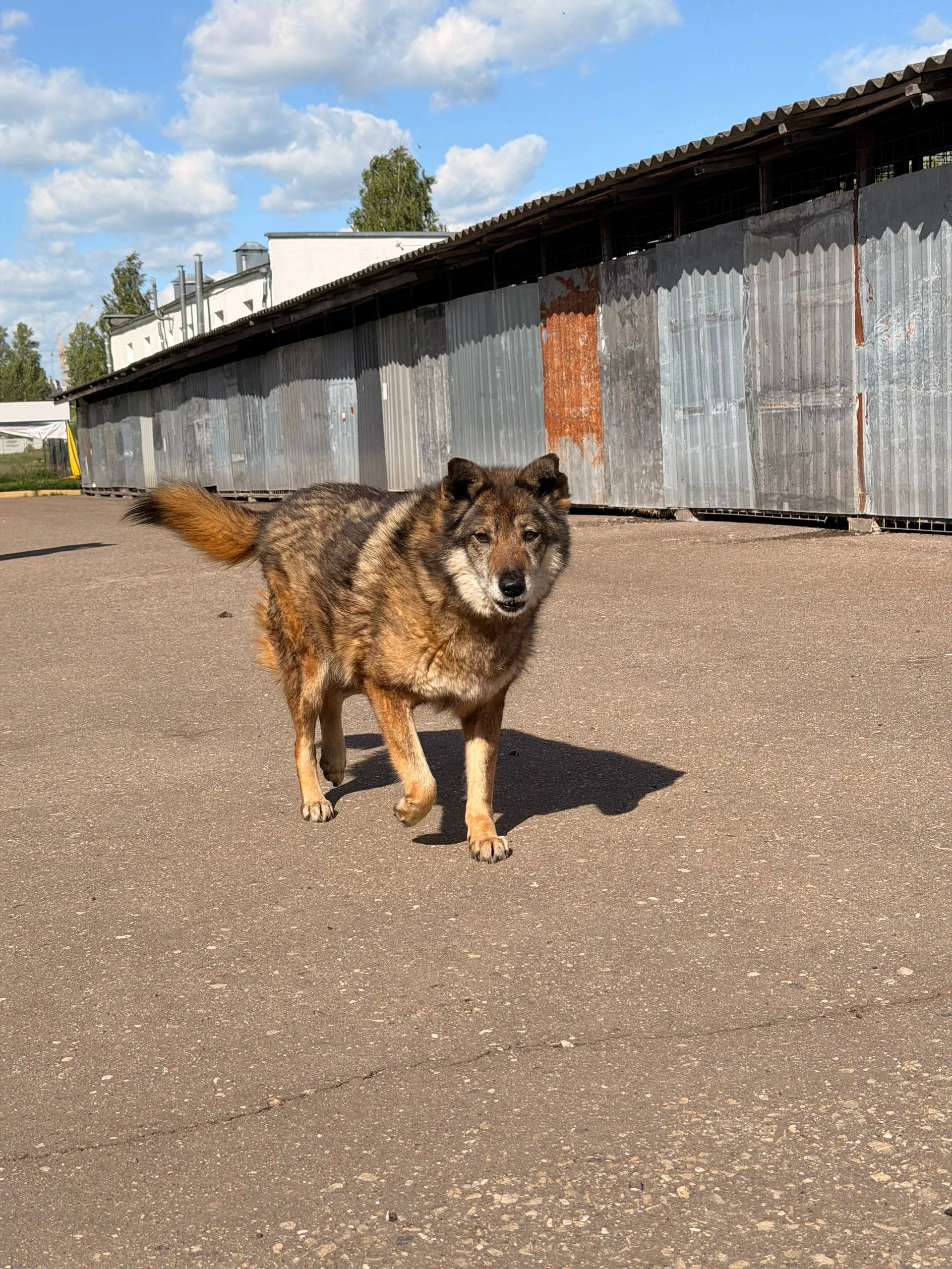 Чолли