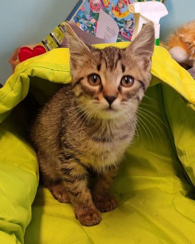Котенок Терек