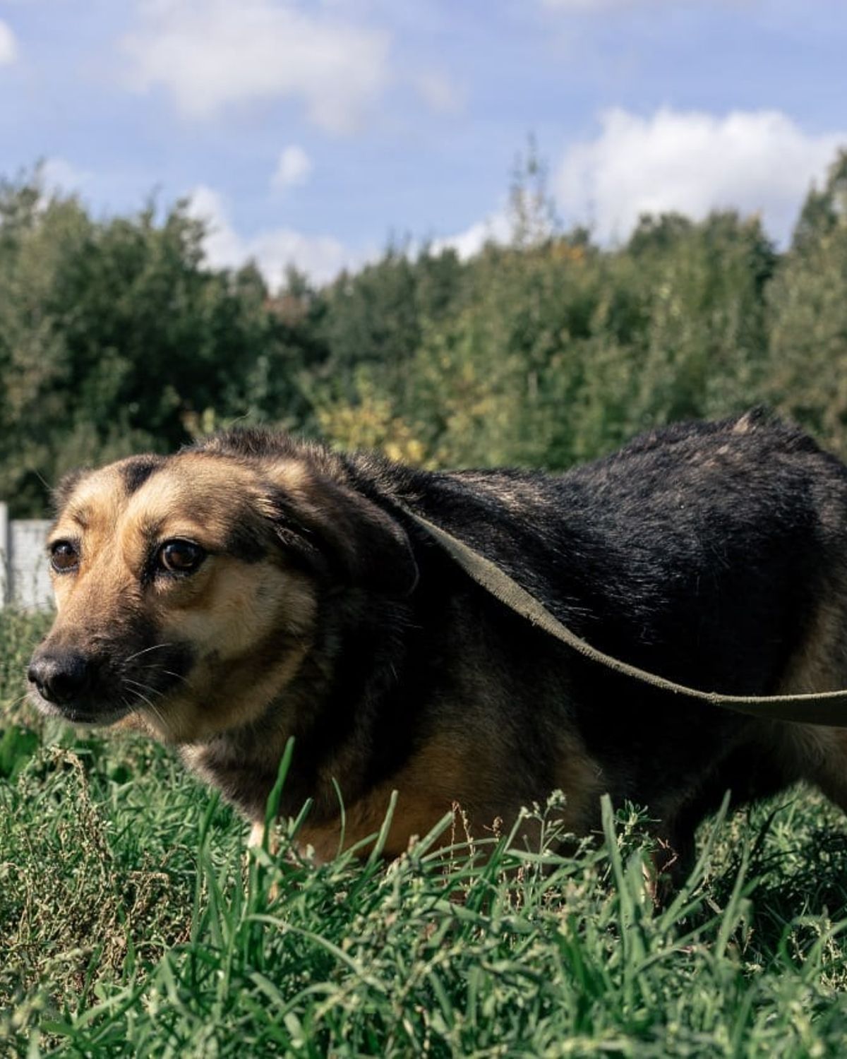 Фотография питомца 2